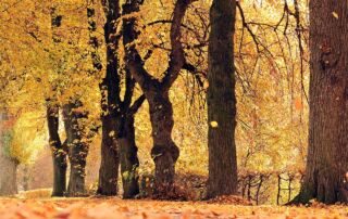 Herbst Bäume Wald