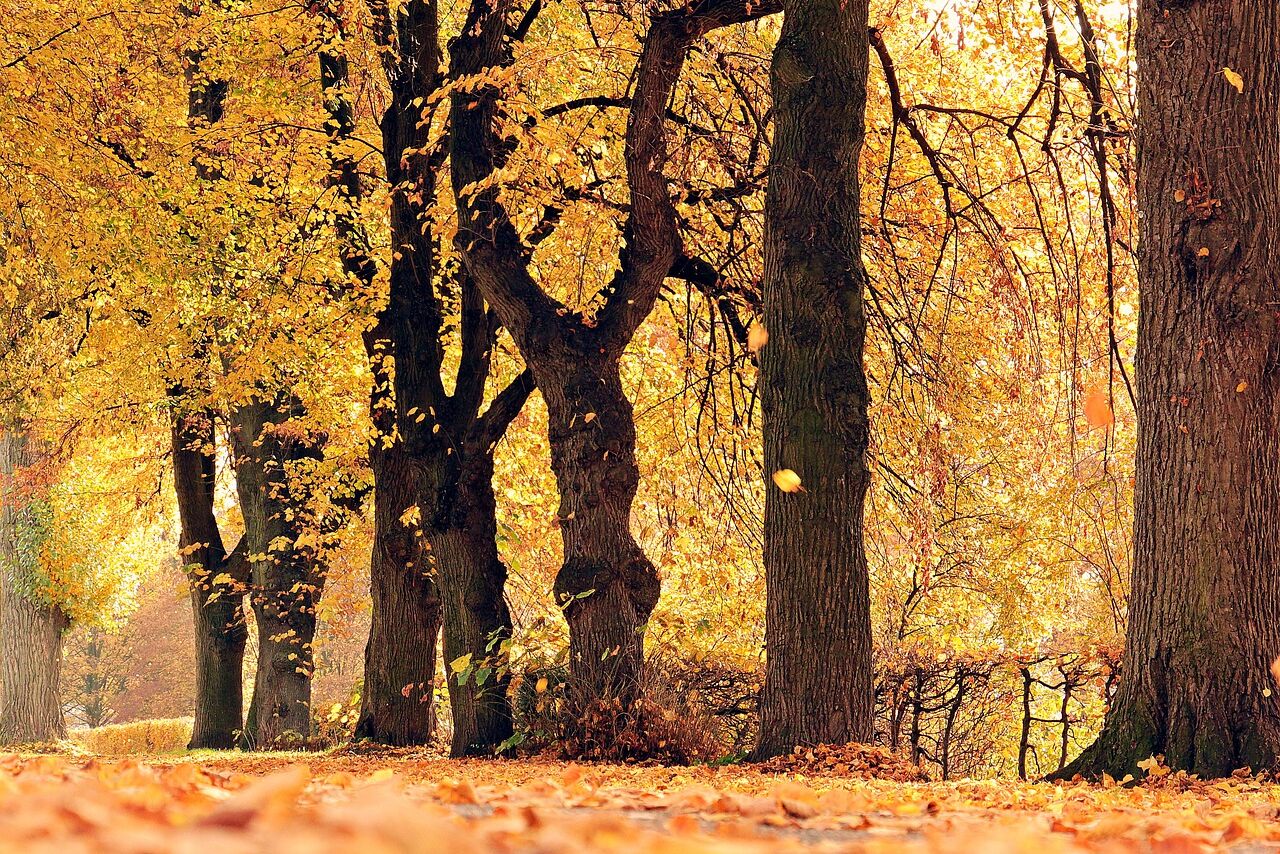 Herbst Bäume Wald